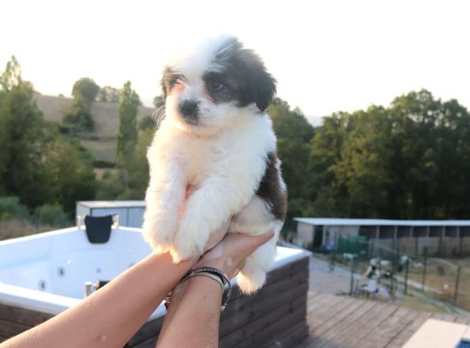 Shih Tzu Dişi Ve Erkek Yavru Teacup Cüce Sağlıklı Shihtzu görsel