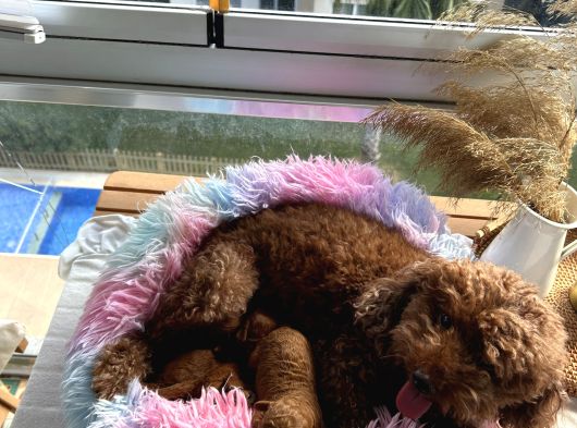 Evdoğumu Poodle Bebişlerimiz görsel