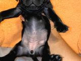 Karafirtirtina Pug Bebekler