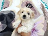 Maltese bebekler