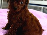 Kore Red Çin Poodle Yavrularımız