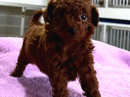 Kore Red Çin Poodle Yavrularımız görsel