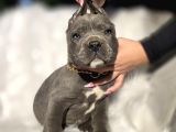 Üst Sınıf Blue Cane Corso Yavrular