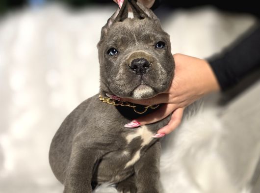 Üst Sınıf Blue Cane Corso Yavrular görsel