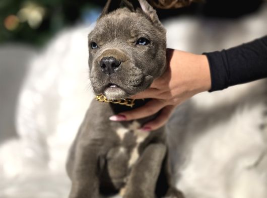 Üst Sınıf Blue Cane Corso Yavrular