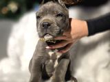 Üst Sınıf Blue Cane Corso Yavrular