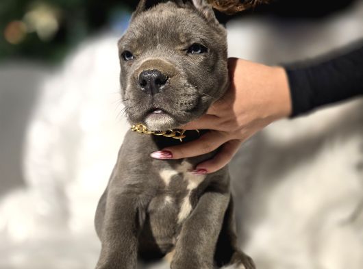 Üst Sınıf Blue Cane Corso Yavrular görsel