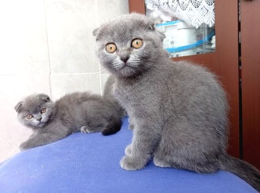 Teslimi Hazır Bebekteslimi Hazır Bebekler Uygun Puan görsel