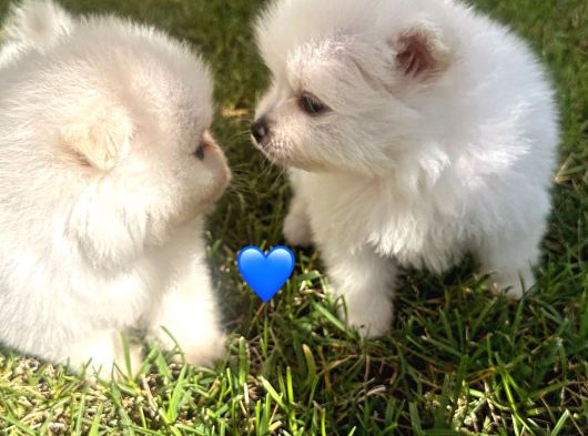 3Adet Pomeriaan Boo Yavrularımız Yeni Sahiplerini Beklıyor görsel