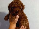 Her Renk Müthi̇ş Güzelli̇kte Orji̇nal Toy Poodle Yavrular