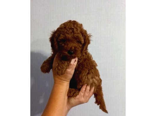 Her Renk Müthi̇ş Güzelli̇kte Orji̇nal Toy Poodle Yavrular görsel