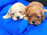 Gerçek Cockapoo Yavrular İstanbul Köpek Çi̇ftli̇ği̇nde