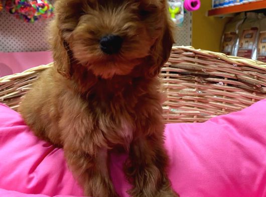 Gerçek Cockapoo Yavrular İstanbul Köpek Çi̇ftli̇ği̇nde görsel