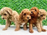 Orjinal muhteşem toy poodle lar