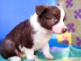 Hari̇ka Guzelli̇kte Si̇yah Ve Blue Merle Border Yavrular