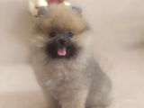 Pomeranian Tedy Bardak Boy Yavrular