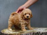 Efsane Fi̇yatlara Gerçek Orji̇nal Malti̇poo Yavrular