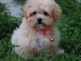 Efsane Fi̇yatlara Gerçek Orji̇nal Malti̇poo Yavrular