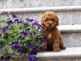 Her Renk Müthi̇ş Güzelli̇kte Orji̇nal Toy Poodle Yavrular