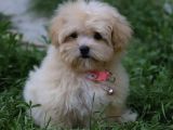 Efsane Fi̇yatlara Gerçek Orji̇nal Malti̇poo Yavrular