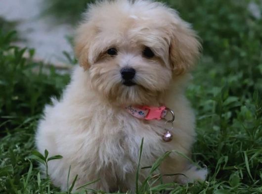 Efsane Fi̇yatlara Gerçek Orji̇nal Malti̇poo Yavrular görsel