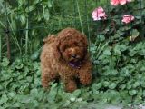Her Renk Müthi̇ş Güzelli̇kte Orji̇nal Toy Poodle Yavrular