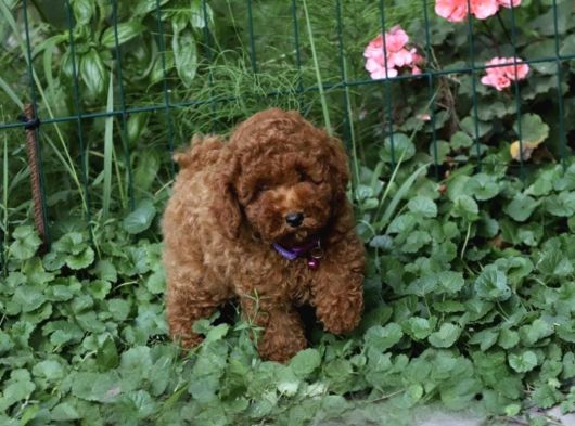Her Renk Müthi̇ş Güzelli̇kte Orji̇nal Toy Poodle Yavrular görsel