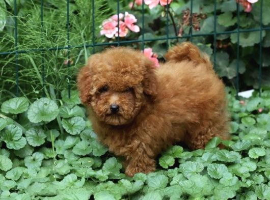Her Renk Müthi̇ş Güzelli̇kte Orji̇nal Toy Poodle Yavrular görsel