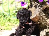 Her Renk Müthi̇ş Güzelli̇kte Orji̇nal Toy Poodle Yavrular