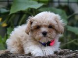EFSANE FİYATLARA GERÇEK ORJİNAL MALTİPOO YAVRULAR