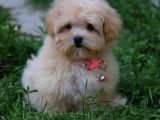 Efsane Fi̇yatlara Gerçek Orji̇nal Malti̇poo Yavrular