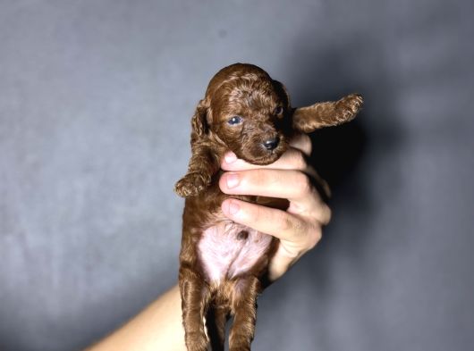 Kore Kan Kg Garantili Orjinal Toy Poodle Yavrularımız
