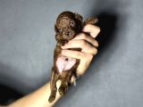 Kore Kan Kg Garantili Orjinal Toy Poodle Yavrularımız