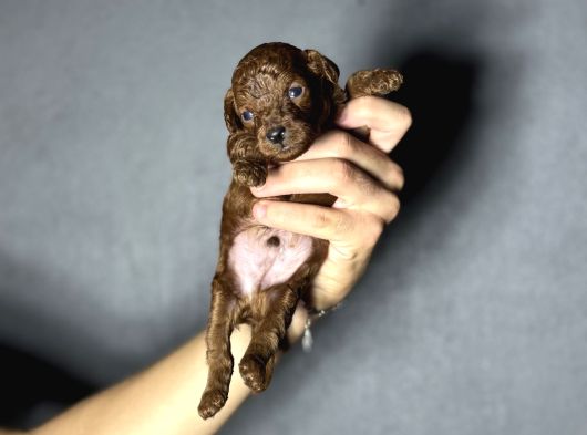 Kore Kan Kg Garantili Orjinal Toy Poodle Yavrularımız görsel