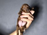 Kore Kan Kg Garantili Orjinal Toy Poodle Yavrularımız