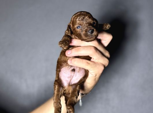 Kore Kan Kg Garantili Orjinal Toy Poodle Yavrularımız görsel