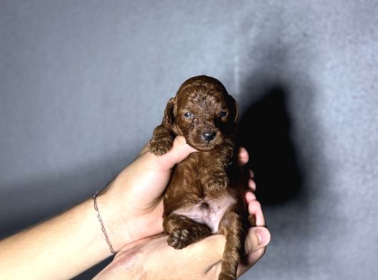 Kore Kan Kg Garantili Orjinal Toy Poodle Yavrularımız görsel