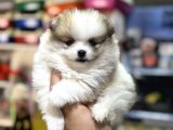 Pomeranian Yavrularımız A Kalite Kg Garantili
