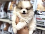 Pomeranian Yavrularımız A Kalite Kg Garantili