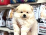 Pomeranian Yavrularımız A Kalite Kg Garantili