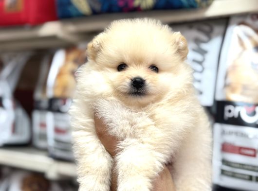 Pomeranian Yavrularımız A Kalite Kg Garantili görsel
