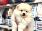 Pomeranian Yavrularımız A Kalite Kg Garantili