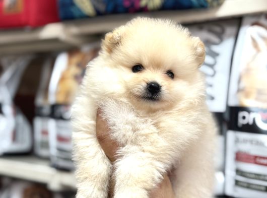 Pomeranian Yavrularımız A Kalite Kg Garantili görsel
