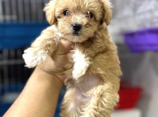 Teacup Kg Garantili Maltipoo Yavrularımız
