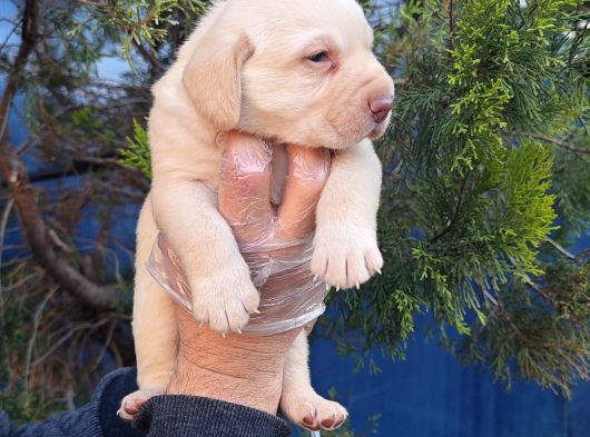 Her Renk Orji̇nal Labrador Retri̇ever Yavrular görsel