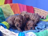 Anne Baba Gerçek Orji̇nal Cavapoo Yavrular
