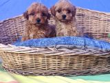 Efsane Fi̇yatlara Gerçek Orji̇nal Malti̇poo Yavrular