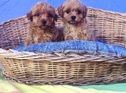 Efsane Fi̇yatlara Gerçek Orji̇nal Malti̇poo Yavrular görsel