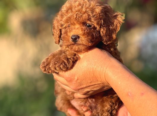 2 Kg Garantili Korea Poodle Bebekler görsel