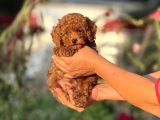2 kg garantili korea Poodle bebekler
